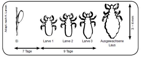 Bild Läuse