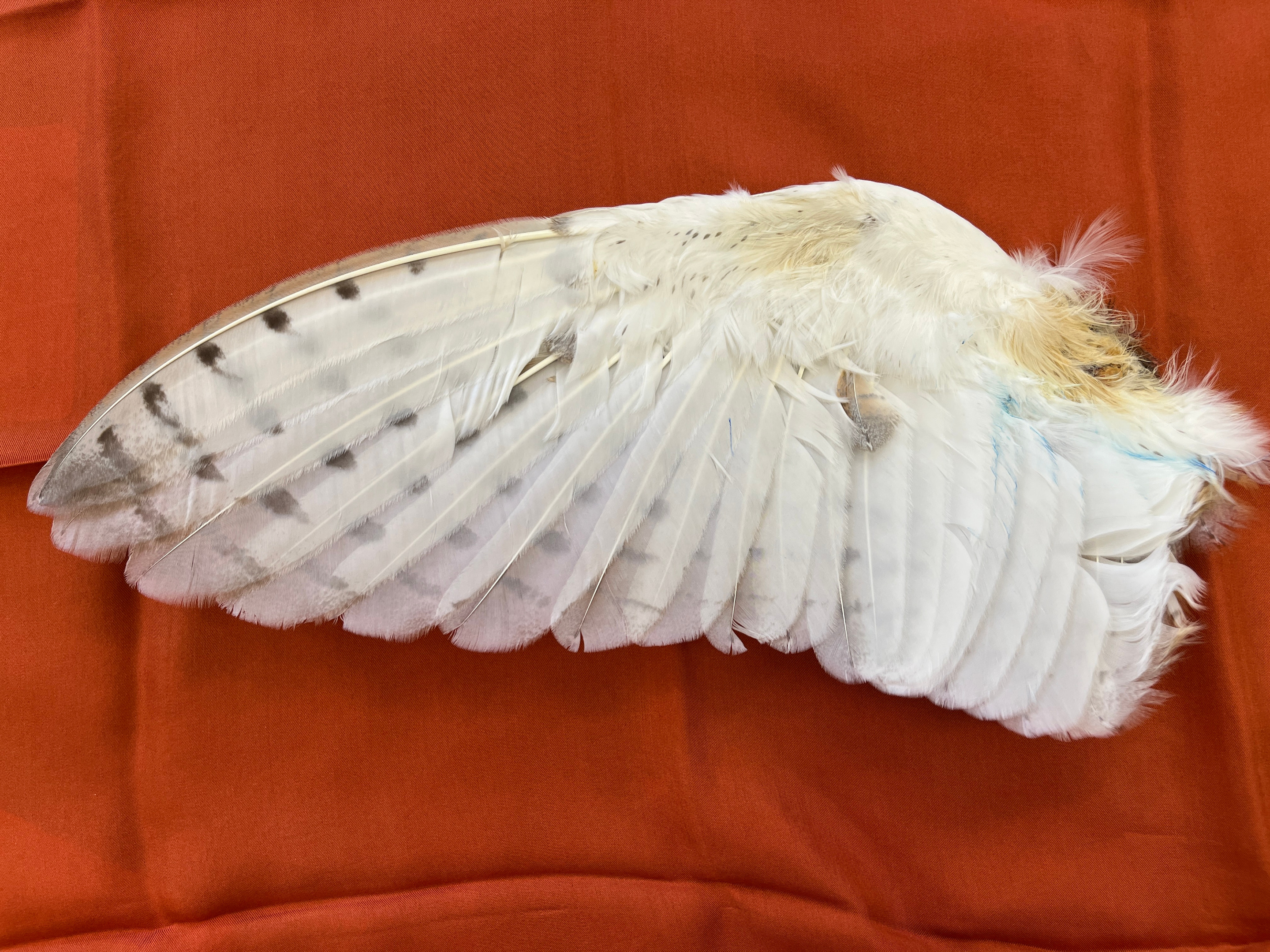 Flügel Schleiereule