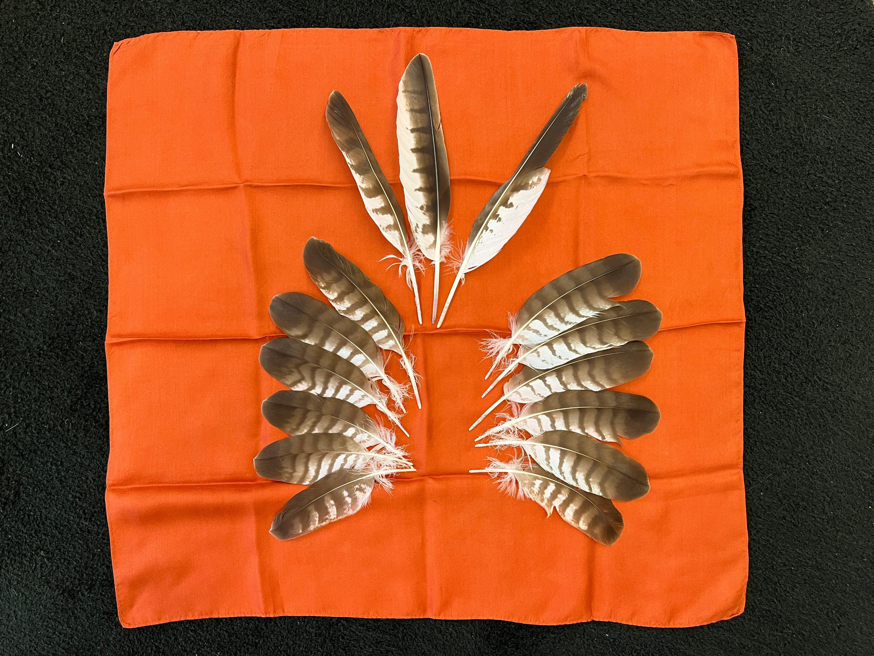 Flügel Mäusebussard